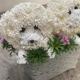 fwthumbfuneral__flowers_oxford_bespoke_bichon_frise.jpg